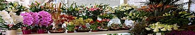 Sepetim �i�ek�ilik